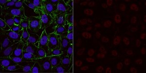 Anti-trimethyl Histone H3 (Lys4) Antibody, Alexa Fluor™ 555 Conjugate from rabbit, ALEXA FLUOR™ 555