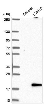 Anti-LSM10 antibody produced in rabbit Prestige Antibodies&#174; Powered by Atlas Antibodies, affinity isolated antibody, buffered aqueous glycerol solution