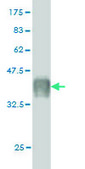 Monoclonal Anti-CAPS antibody produced in mouse clone 4C6, purified immunoglobulin, buffered aqueous solution