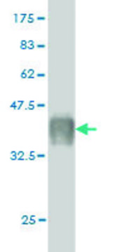 Monoclonal Anti-CAPS antibody produced in mouse clone 4C6, purified immunoglobulin, buffered aqueous solution