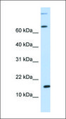 Anti-CCL7 antibody produced in rabbit affinity isolated antibody