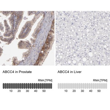 Anti-ABCC4 antibody produced in rabbit Prestige Antibodies&#174; Powered by Atlas Antibodies, affinity isolated antibody, buffered aqueous glycerol solution