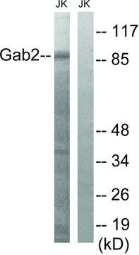 Anti-GAB2 antibody produced in rabbit affinity isolated antibody