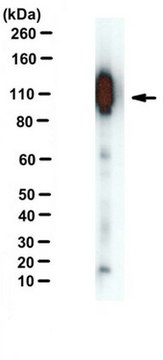 APP-C99抗体，克隆mC99(1-7) ascites fluid, clone mC99(1-7), from mouse