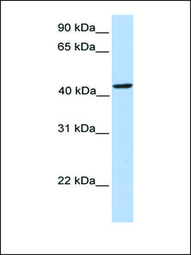 Anti-PAICS antibody produced in rabbit affinity isolated antibody