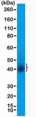 Anti-CD28 Rabbit Monoclonal Antibody clone RM404, affinity purified immunoglobulin