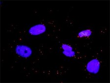 Monoclonal Anti-CRKL antibody produced in mouse clone 4B5, purified immunoglobulin, buffered aqueous solution