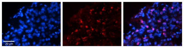 Anti-WWP1 antibody produced in rabbit affinity isolated antibody