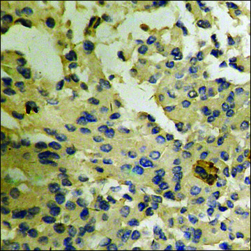 Anti-phospho-Arrestin 1 (pSer412) antibody produced in rabbit affinity isolated antibody