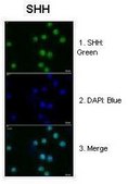 Anti-SHH affinity isolated antibody