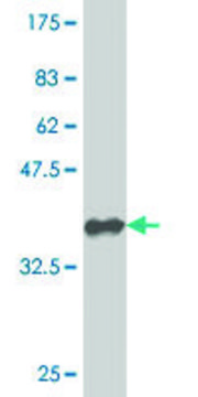 ANTI-GNL3 antibody produced in mouse clone 1G4, purified immunoglobulin, buffered aqueous solution