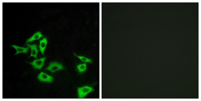 Anti-FZD8 antibody produced in rabbit affinity isolated antibody