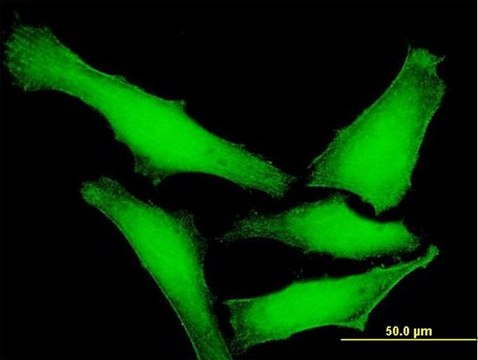 Anti-DUSP14 antibody produced in mouse purified immunoglobulin, buffered aqueous solution