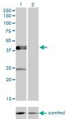 Monoclonal Anti-MGC26963 antibody produced in mouse clone 7D10, purified immunoglobulin, buffered aqueous solution