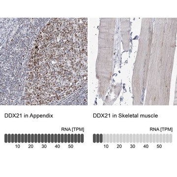 Anti-DDX21 antibody produced in rabbit Prestige Antibodies&#174; Powered by Atlas Antibodies, affinity isolated antibody, buffered aqueous glycerol solution