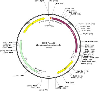 B18R Plasmid (human codon optimized) To supply B18R RNA that suppresses IFN responses to support Simplicon&#174; RNA or normal mRNA expression