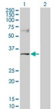 Anti-NDRG2 antibody produced in rabbit purified immunoglobulin, buffered aqueous solution