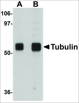 Anti-&#945;-Tubulin from chicken affinity isolated antibody, buffered aqueous solution