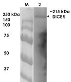 Monoclonal Anti-Lrp4 - Atto 488 antibody produced in mouse clone S207-27, purified immunoglobulin
