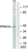Anti-PPM1K antibody produced in rabbit affinity isolated antibody