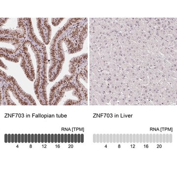 Monoclonal Anti-ZNF703 antibody produced in mouse Prestige Antibodies&#174; Powered by Atlas Antibodies, clone CL0654, purified immunoglobulin, buffered aqueous glycerol solution