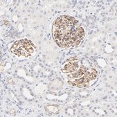 Anti-NPNT antibody produced in rabbit Prestige Antibodies® Powered by Atlas Antibodies, affinity isolated antibody, buffered aqueous glycerol solution