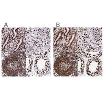 Anti-SFPQ antibody produced in rabbit Prestige Antibodies&#174; Powered by Atlas Antibodies, affinity isolated antibody, buffered aqueous glycerol solution