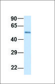 Anti-LSM14A (ab1) antibody produced in rabbit affinity isolated antibody