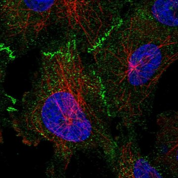 Anti-TP53BP2 antibody produced in rabbit Prestige Antibodies&#174; Powered by Atlas Antibodies, affinity isolated antibody