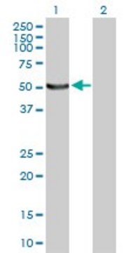 Anti-UBE1DC1 antibody produced in mouse purified immunoglobulin, buffered aqueous solution