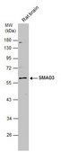 Anti-SMAD3 antibody produced in rabbit