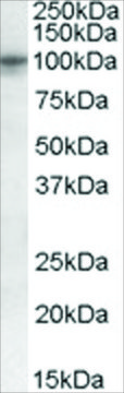 抗-TAS1R2/GPR71 山羊抗 affinity isolated antibody, buffered aqueous solution