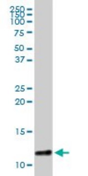 Anti-S100A8 antibody produced in rabbit purified immunoglobulin, buffered aqueous solution