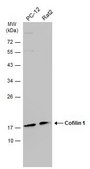 Monoclonal Anti-Cofilin 1 antibody produced in mouse clone GT567, affinity isolated antibody