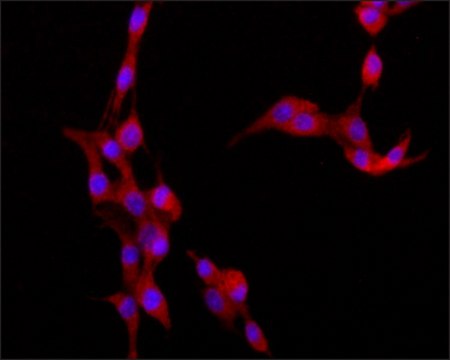 Monoclonal Anti-DYNLT1 antibody produced in mouse ~1.0&#160;mg/mL, clone T1, purified immunoglobulin, buffered aqueous solution