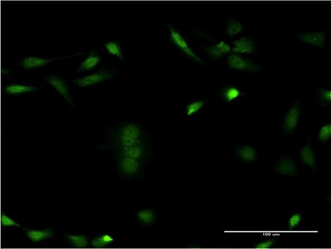 Monoclonal Anti-CSNK1E antibody produced in mouse clone 2E1, purified immunoglobulin, buffered aqueous solution