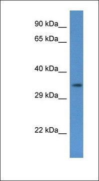 Anti-COQ5 antibody produced in rabbit affinity isolated antibody