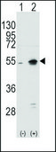 Anti-NPTX2 (C-term) antibody produced in rabbit IgG fraction of antiserum, buffered aqueous solution
