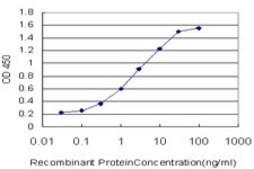 Monoclonal Anti-KYNU antibody produced in mouse clone 1G2, purified immunoglobulin, buffered aqueous solution