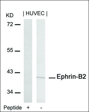 Anti-EFNB2 (Ab-316) antibody produced in rabbit affinity isolated antibody