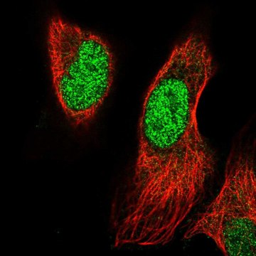 Anti-PRRX1 antibody produced in rabbit Prestige Antibodies&#174; Powered by Atlas Antibodies, affinity isolated antibody