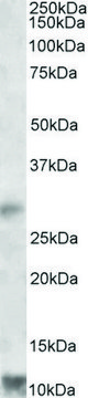 Anti-RNF7 antibody produced in goat affinity isolated antibody, buffered aqueous solution