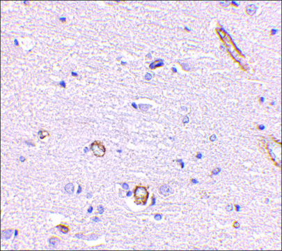 Anti-Syntaphilin (ab2) antibody produced in rabbit affinity isolated antibody, buffered aqueous solution