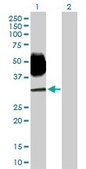 Anti-SLAMF6 antibody produced in mouse purified immunoglobulin, buffered aqueous solution
