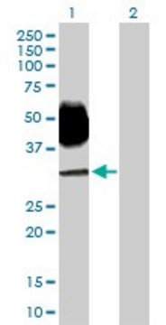 Anti-SLAMF6 antibody produced in mouse purified immunoglobulin, buffered aqueous solution