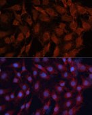 Anti-DNAJB1 antibody produced in rabbit
