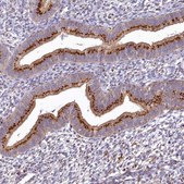 Anti-BET1L antibody produced in rabbit Prestige Antibodies® Powered by Atlas Antibodies, affinity isolated antibody, buffered aqueous glycerol solution