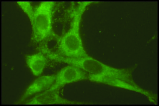 Anti-Rab7 antibody produced in rabbit affinity isolated antibody, buffered aqueous solution