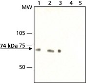 Anti-Synapsin II (C-terminal) 兔抗 ~1.5 mg/mL, affinity isolated antibody, buffered aqueous solution