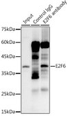 Anti-E2F6 Antibody, clone 9I5M0, Rabbit Monoclonal